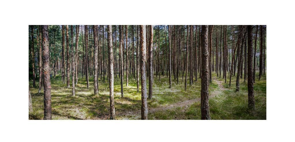 Forest Cottage Neringa Εξωτερικό φωτογραφία